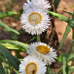 Helichrysum bracteatum (Strohblume) – Cremeweiß