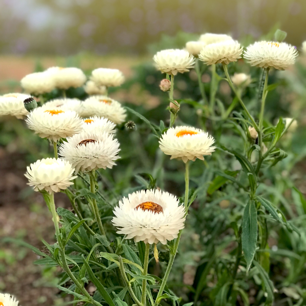 Helichrysum bracteatum (strobloem) - 'Creamy White'