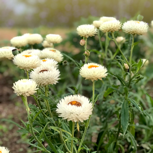 Helichrysum bracteatum (Strohblume) – Cremeweiß