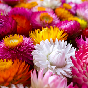 Helichrysum bracteatum (strobloem) - Swiss Giant Mixture