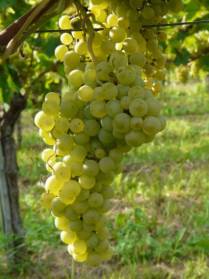 Vigne Hélios sur porte-greffe 127 - raisin également comestible (Piwi - résistant)