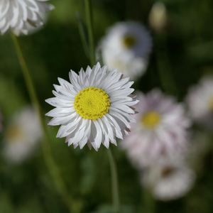 Helipterum roseum (Papierblume) – Pierrot White