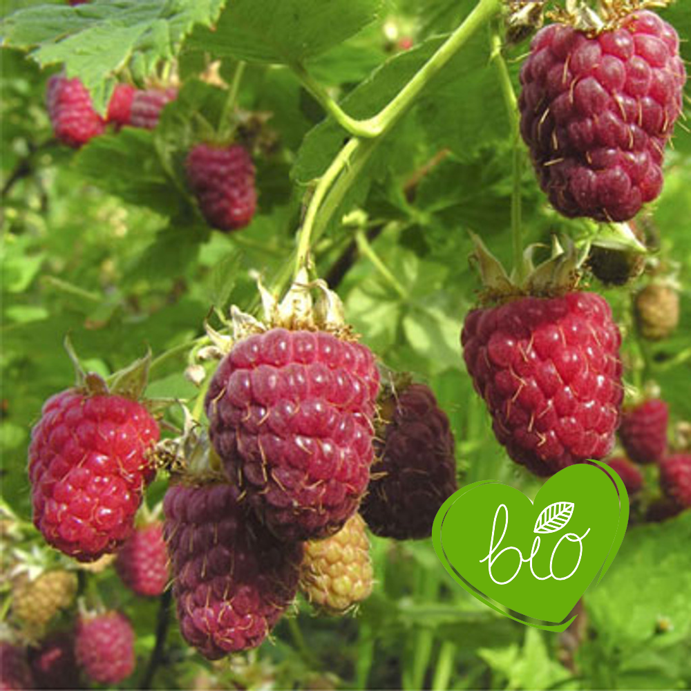 Autumn raspberry 'Autumn Bliss' BIO - Late