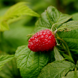 Autumn raspberry 'Autumn Bliss' BIO - Late