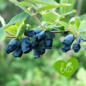 Honingbes 'Blue Banana’ BIO - Vroeg