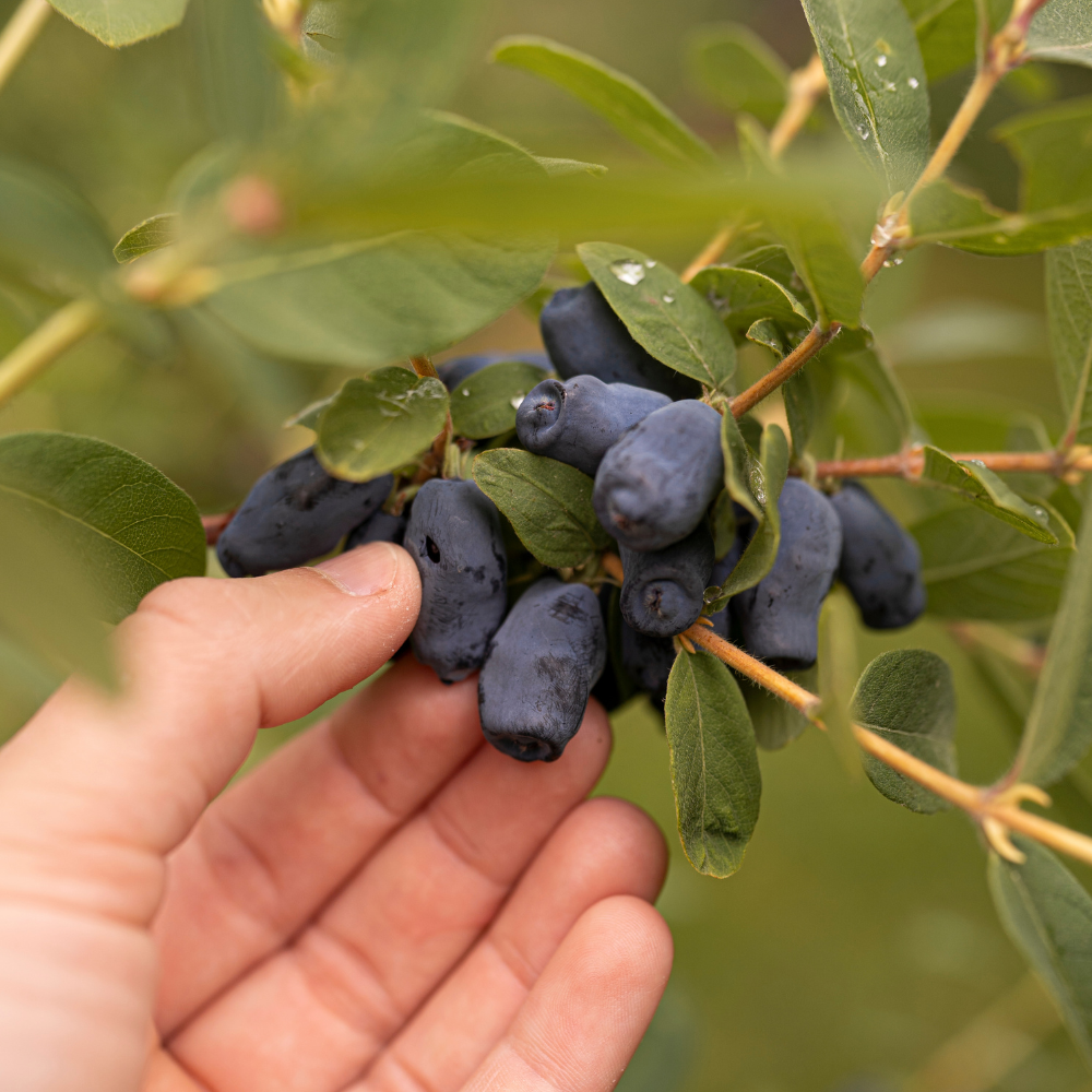 Honingbes 'Boreal Blizzard’ BIO - Vroeg