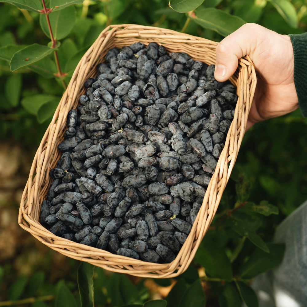 sweet sensation strawberry seeds Honeyberry 'Strawberry Sensation' Organic
