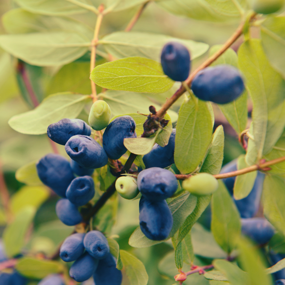 Honingbes 'Aurora’ BIO - Laat