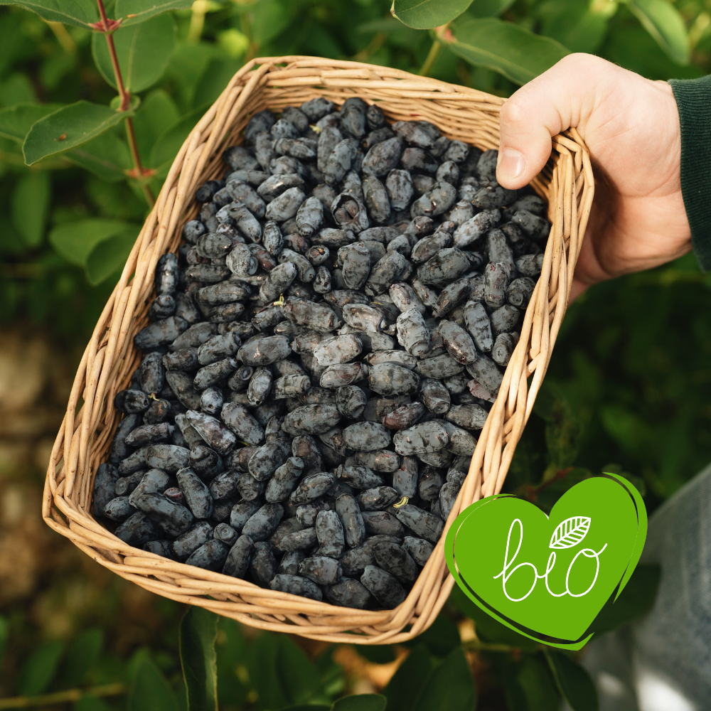 Honeyberry 'Boreal Beast' BIO - Late