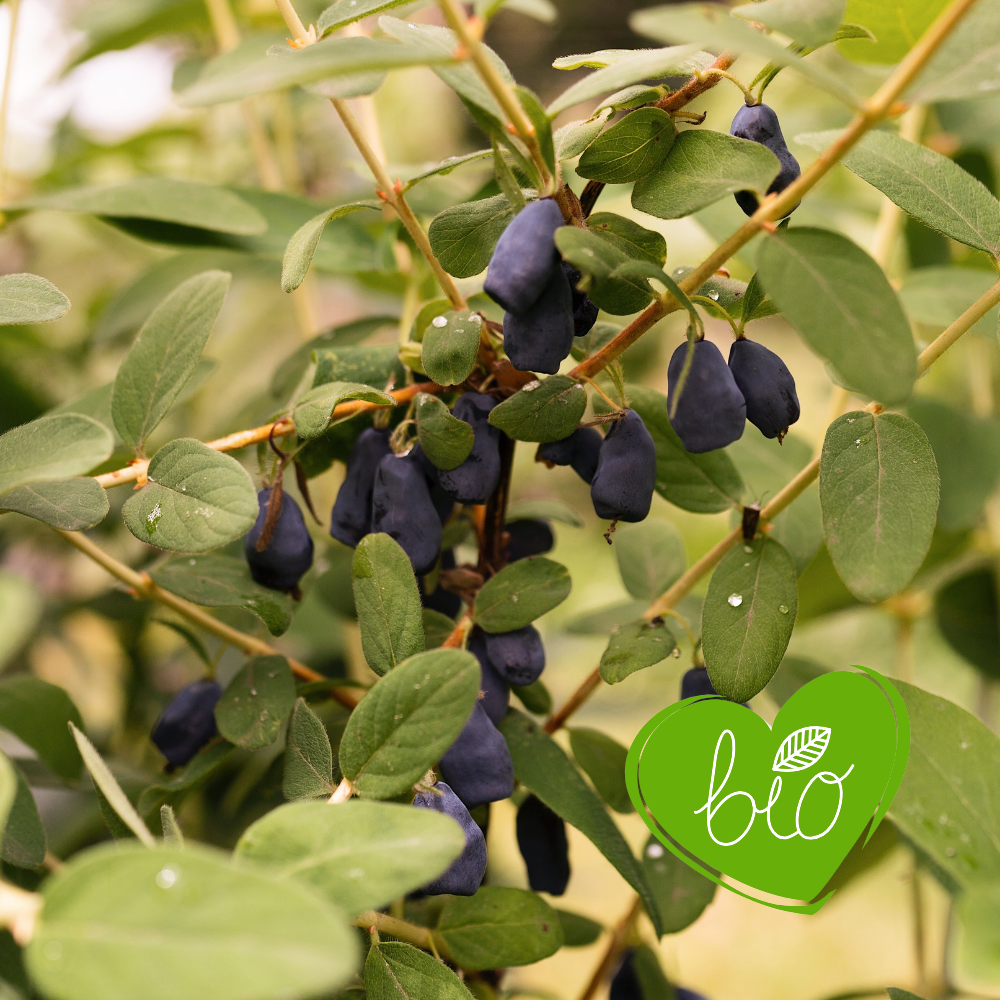 Honeyberry 'Boreal Beauty' BIO - Late