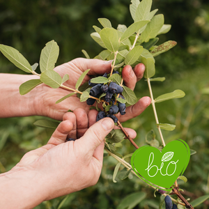 Honeyberry 'Boreal Blizzard' BIO - Early