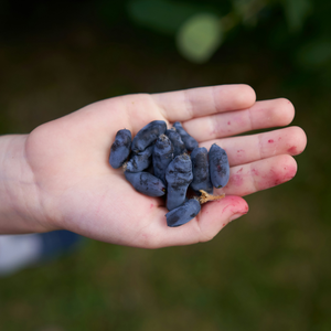 Honingbes 'Honeybee’ BIO - Laat