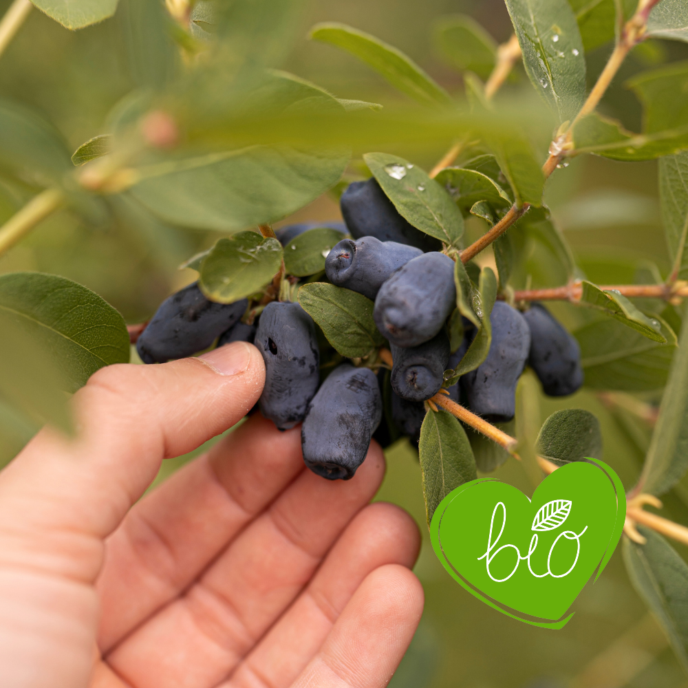Honeyberry 'Strawberry Sensation' Organic - Mid-season
