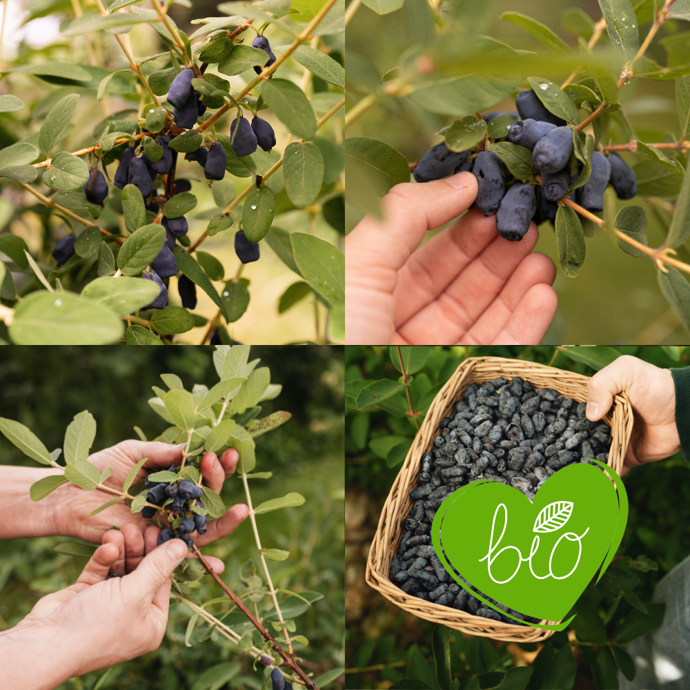 Honingbes pakket BIO - 4 variëteiten