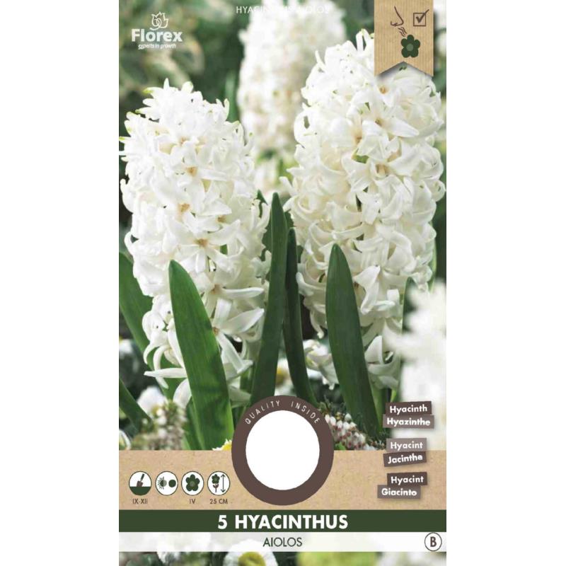 Hyacinth Aiolos White - 5 stuks