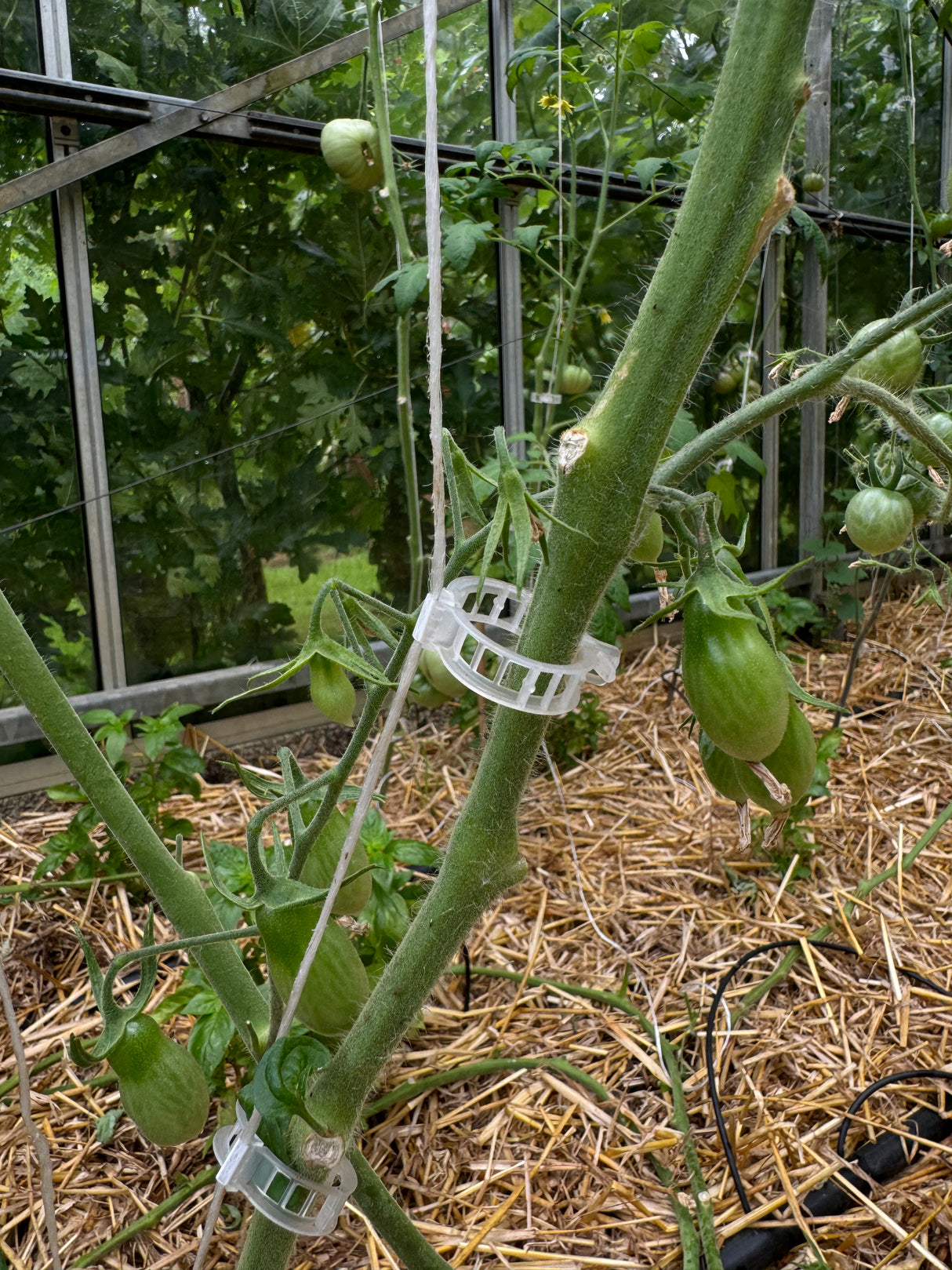 Pinces à tomates réutilisables (100 pièces)