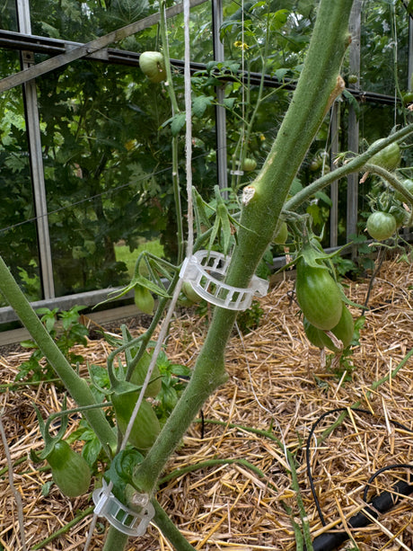 Tomatenclips herbruikbaar (100 stuks)