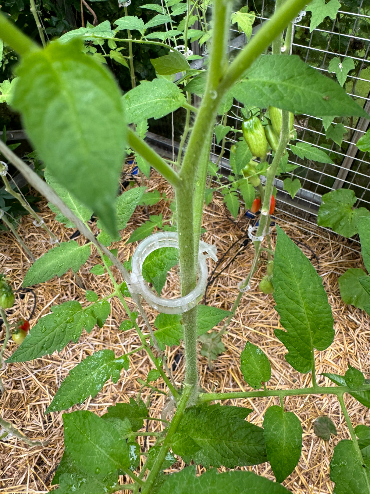 Wiederverwendbare Tomatenklammern (100 Stück)