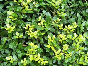 Japanische Stechpalme (Ilex crenata 'Caroline Upright') - im 4L-Topf - 30/40 cm