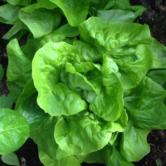 Groene kropsla plantjes BIO 5 stuks - Plant in de serre/kas van oktober tot maart. Plant buiten van midden maart tot midden september.