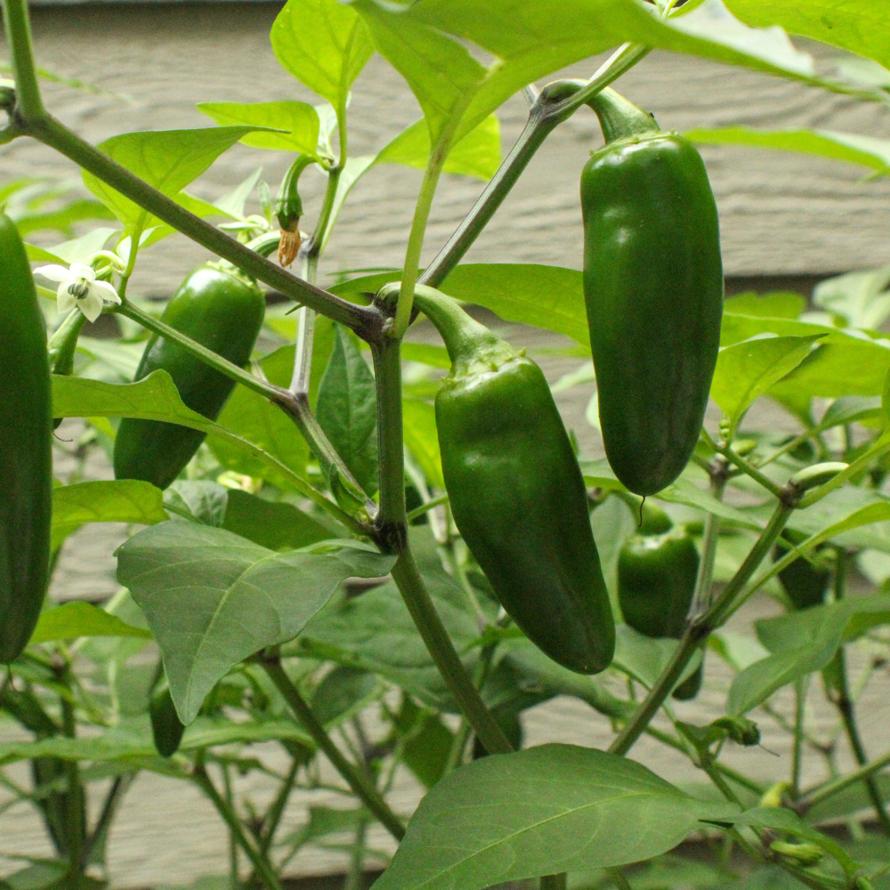 Jalapeño peper plant 1 stuk BIO