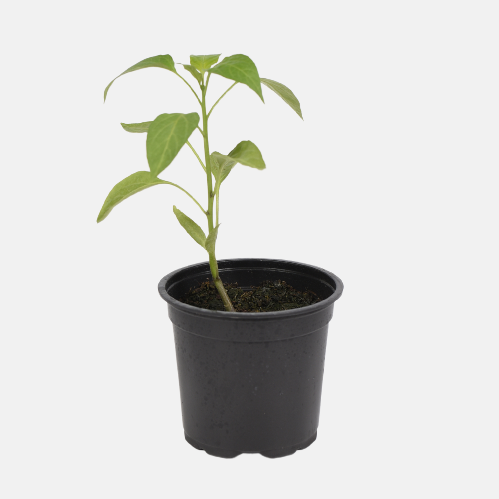 Jalapeño peper plant 1 stuk BIO