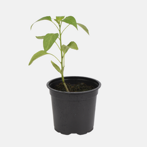 Jalapeño peper plant 1 stuk BIO