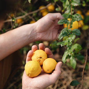 Châtaignier à tige basse BIO