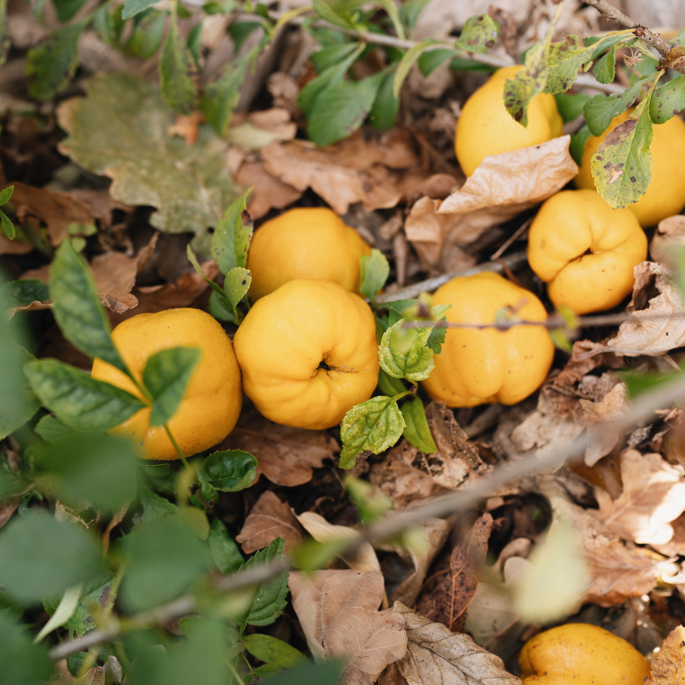 Châtaignier à tige basse BIO