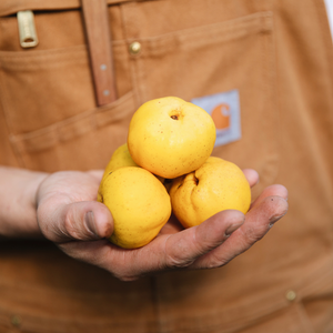 Châtaignier à tige basse BIO