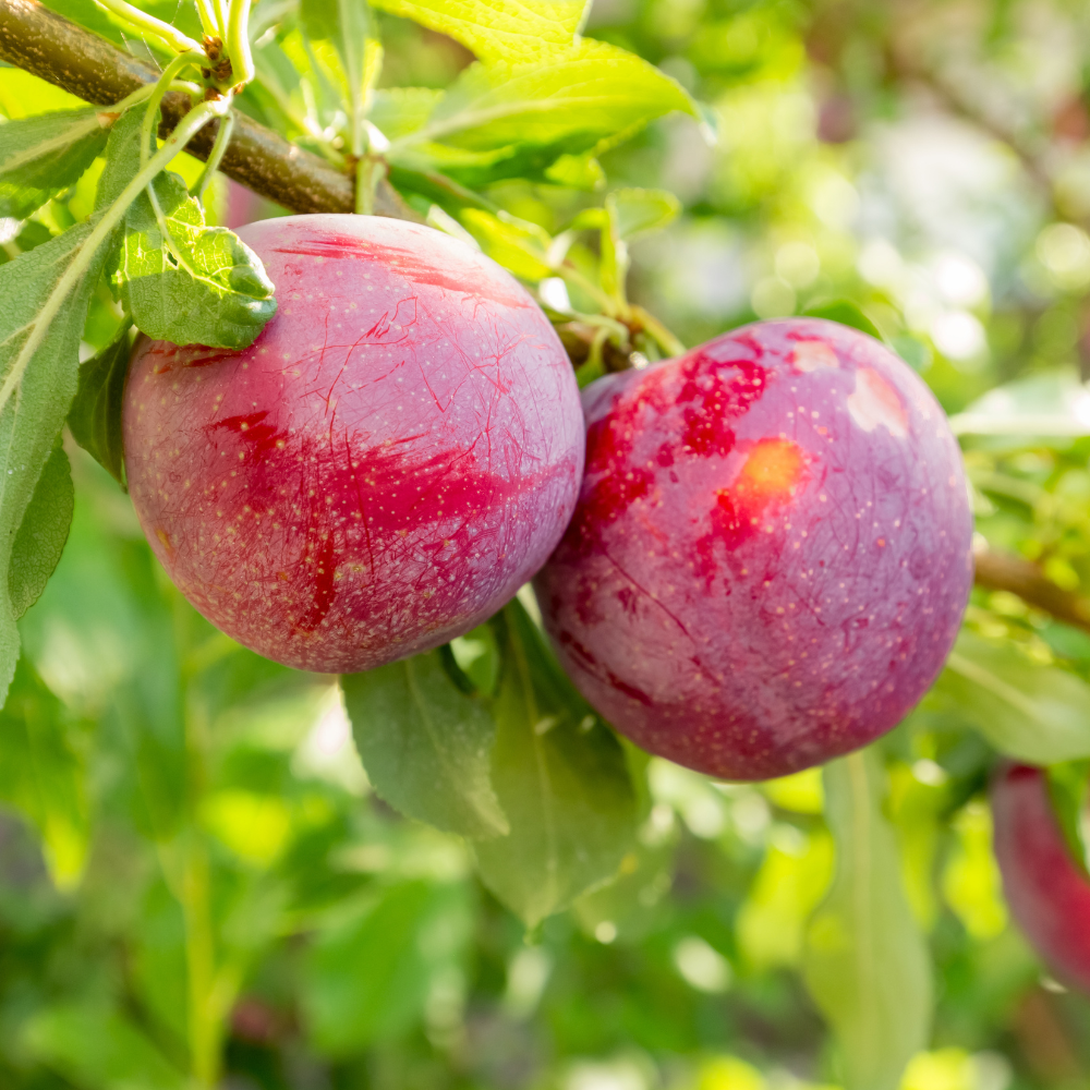 Plum tree 'The Czar'
