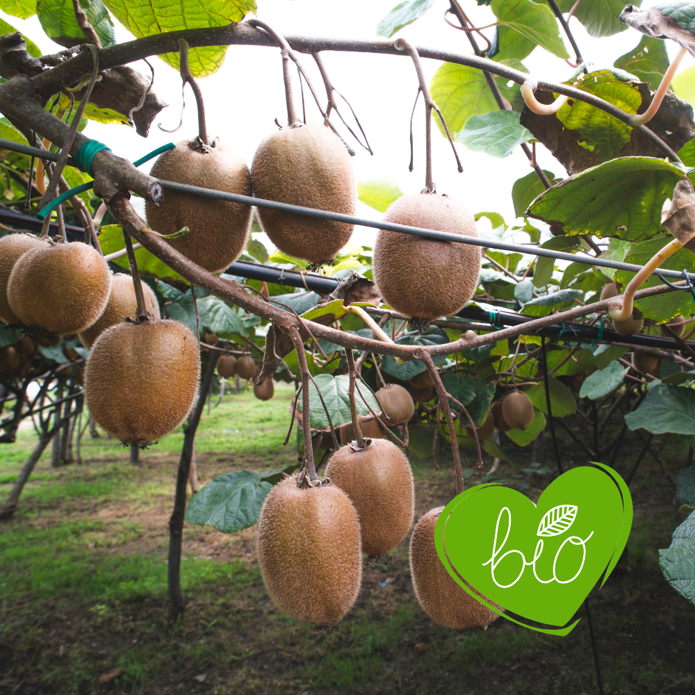 Plante de kiwi 'Jenny' BIO