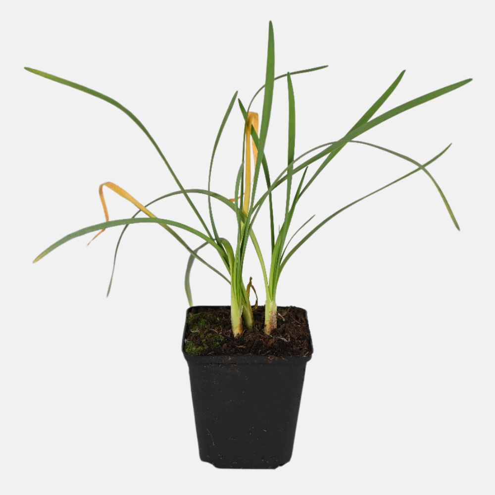 Cape garlic - P9 pot