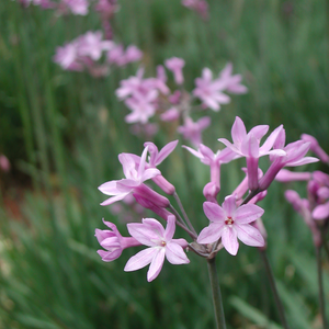 Cape garlic - P9 pot