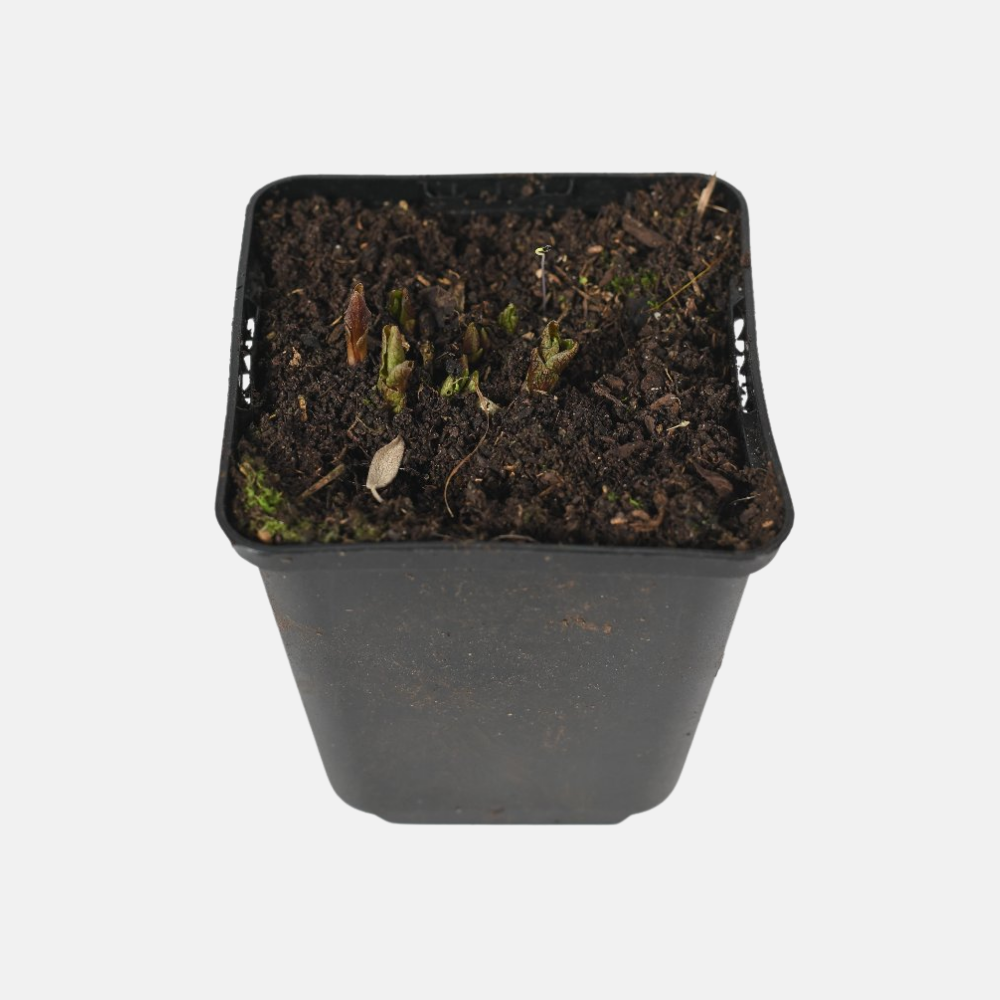 Kaukasische rankspinazie - P9 pot