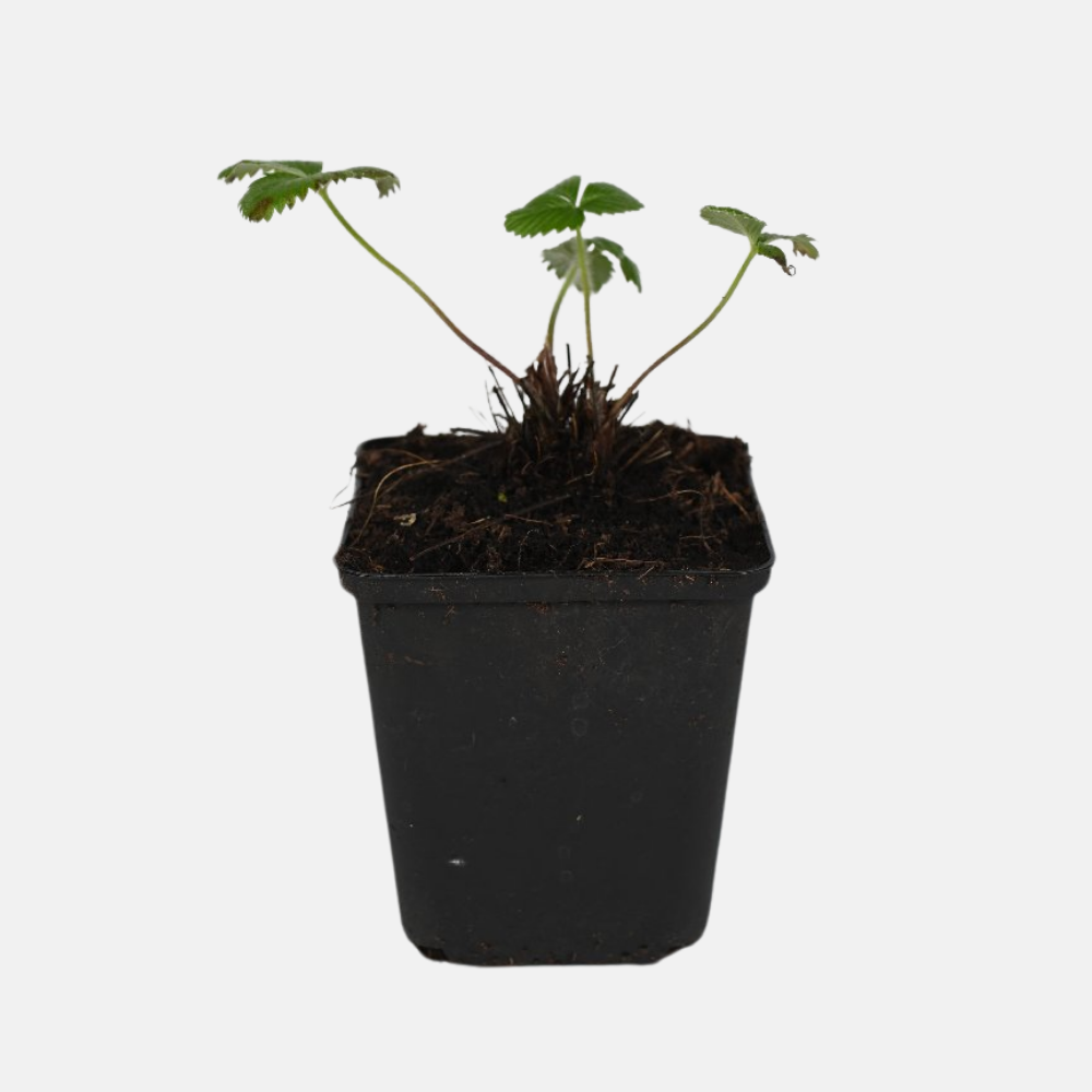 Kleine bosaardbei - P9 pot