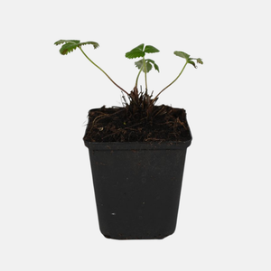 Kleine bosaardbei - P9 pot