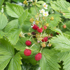 Kleine bosaardbei - P9 pot