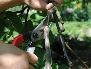 Gartenschere Okatsune 104, extra großes Modell