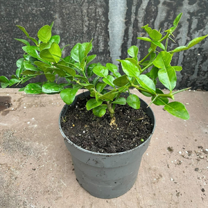 Citron vert kaffir - Citrus hystrix