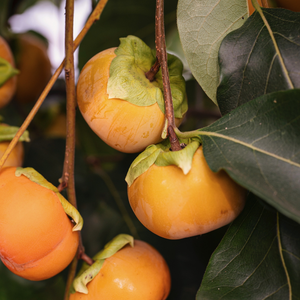 Nashi pear 'Hayatama'