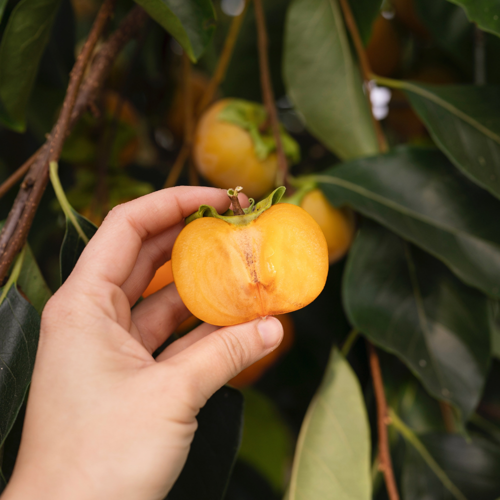 Nashi pear 'Hayatama'