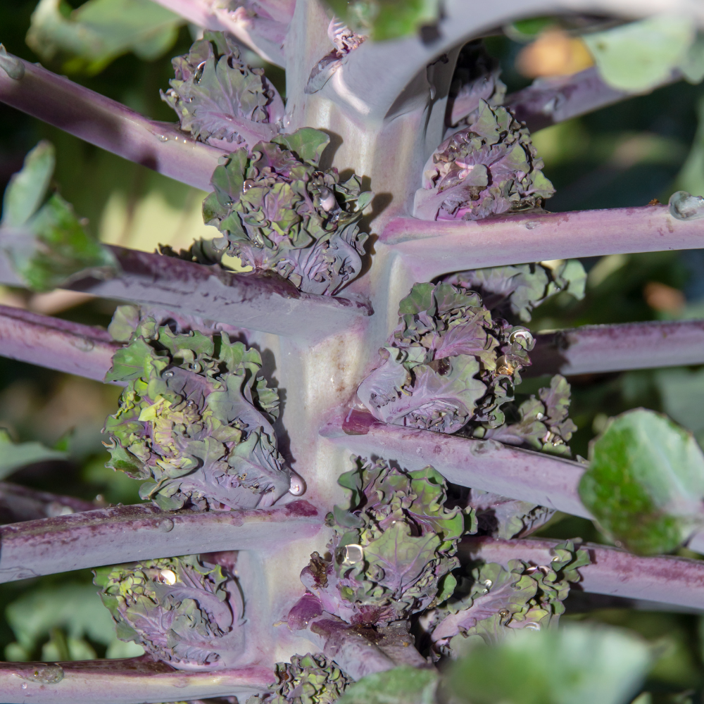 Kalettes or Brussels sprouts 5 pieces BIO