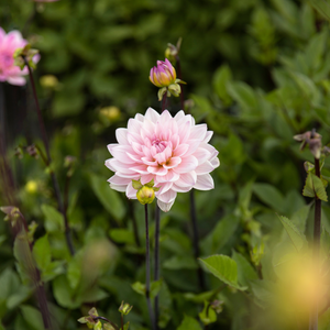 Dahlia 'Karma Prospero'