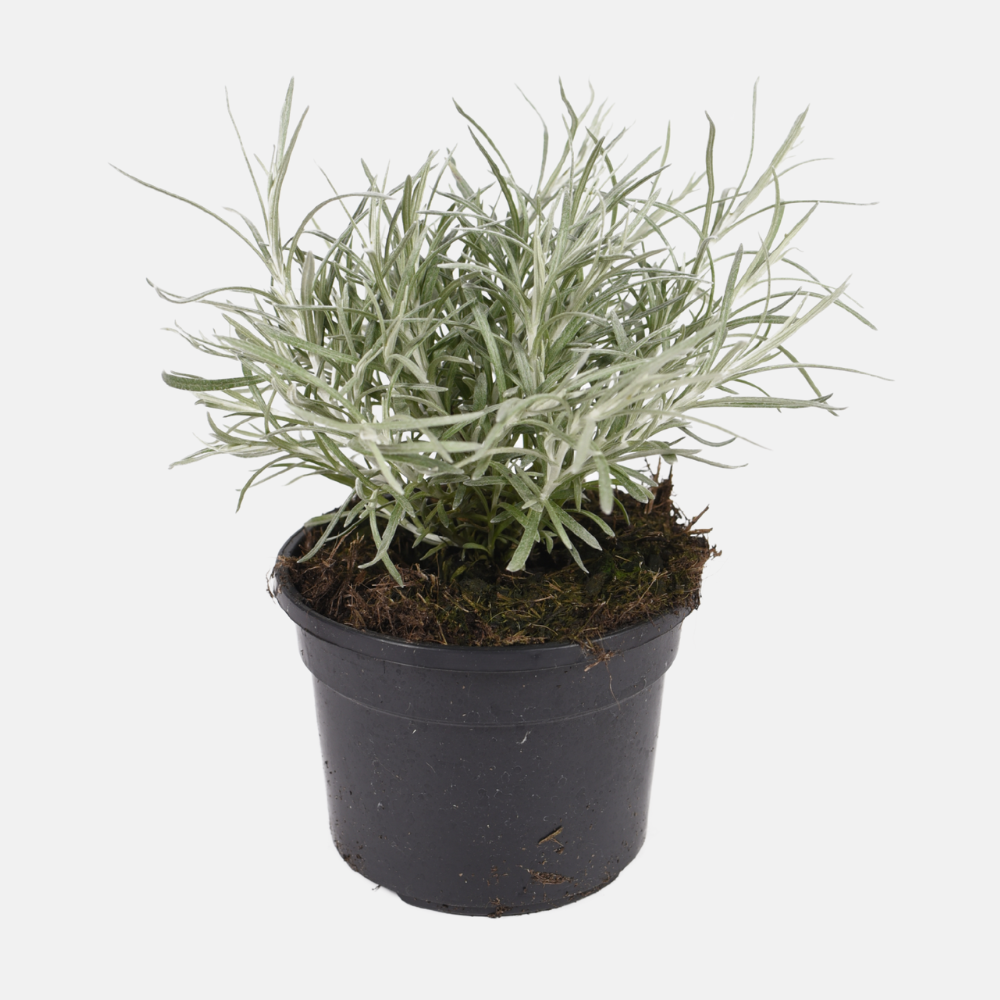 Currykruid (helichrysum italicum) BIO