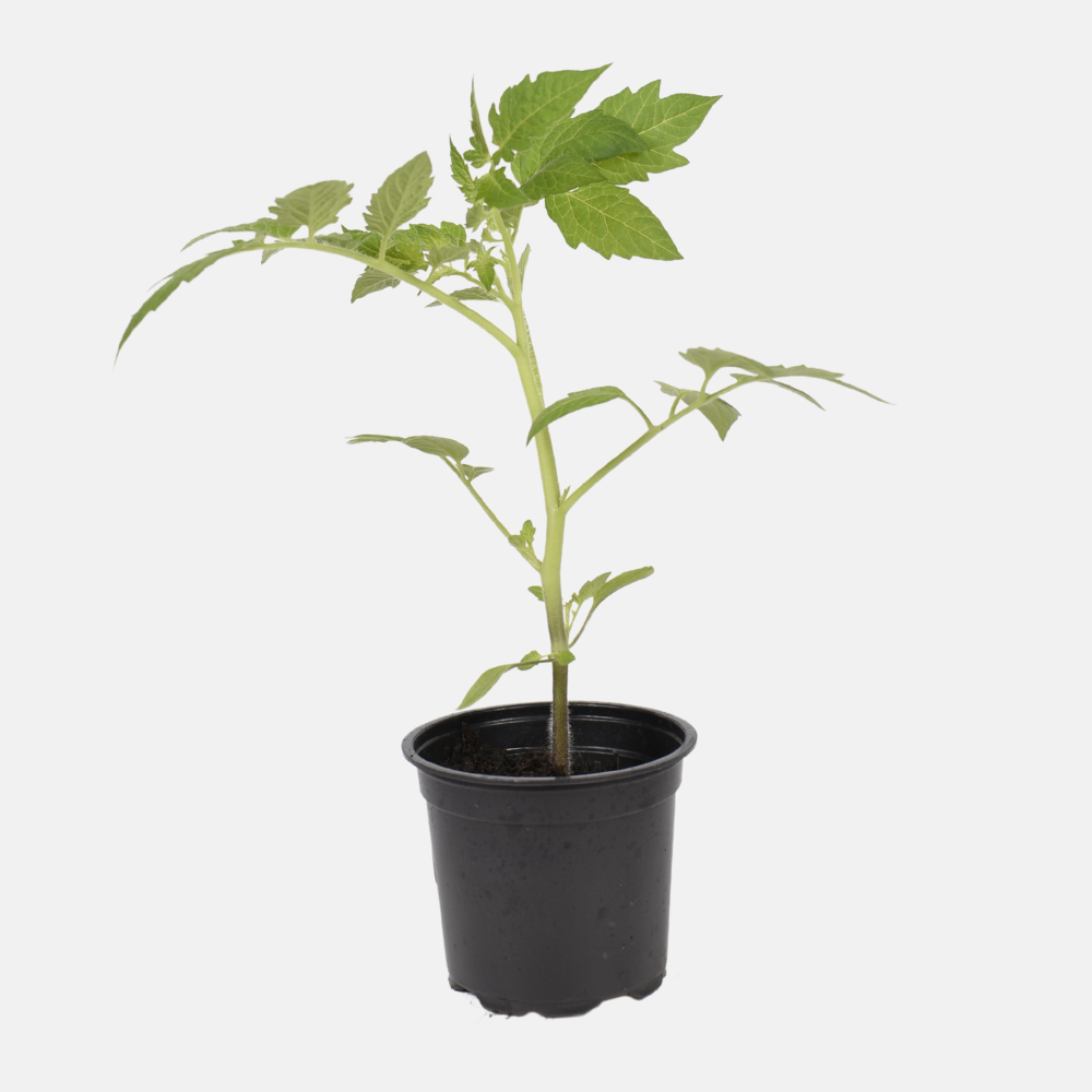 Kerstomaat plant 1 stuk BIO