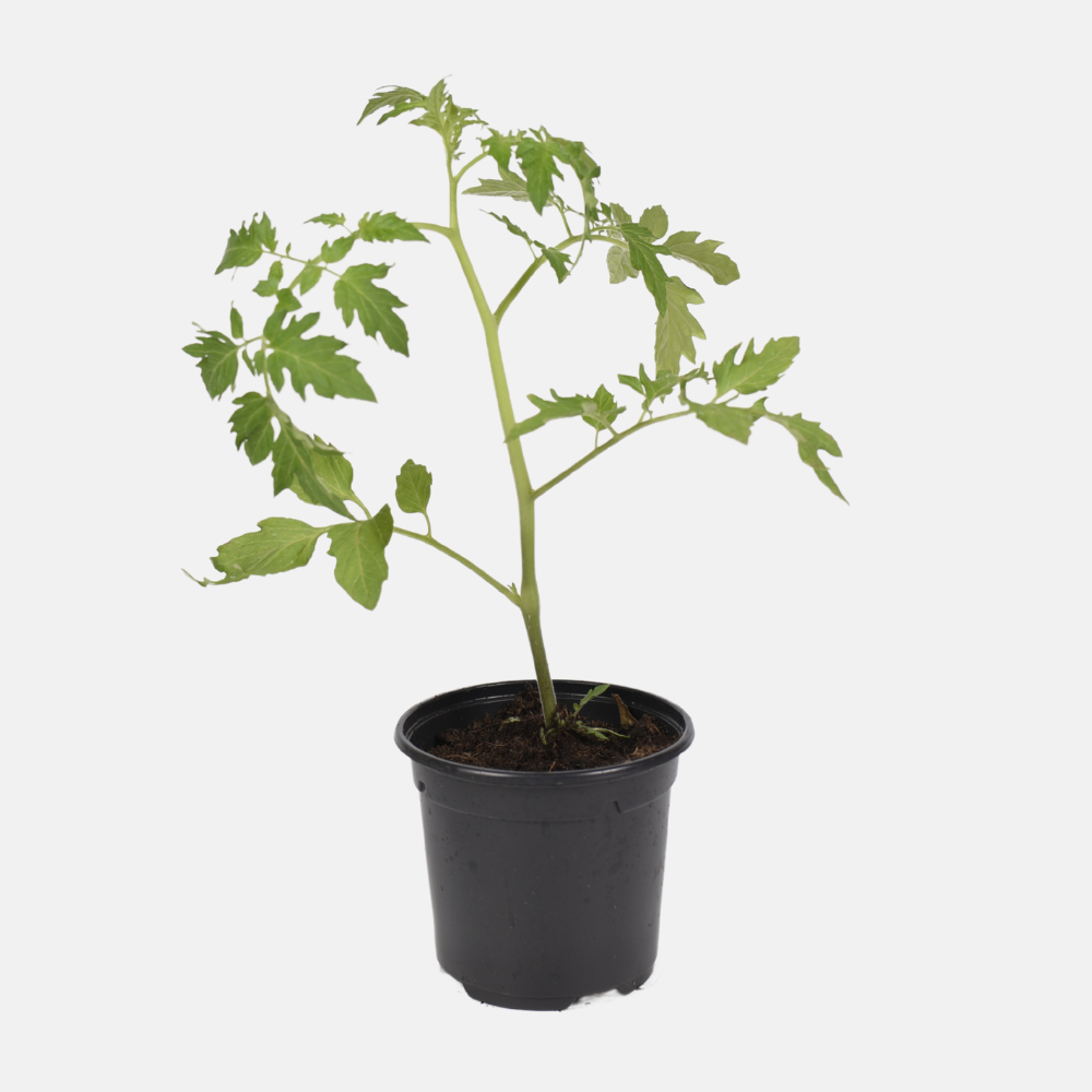 Zwarte kerstomaat plant 1 stuk BIO