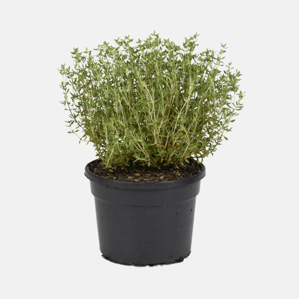 Keukentijm (thymus vulgaris) - 'Compactus' BIO