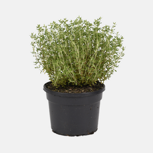 Keukentijm (thymus vulgaris) - 'Compactus' BIO