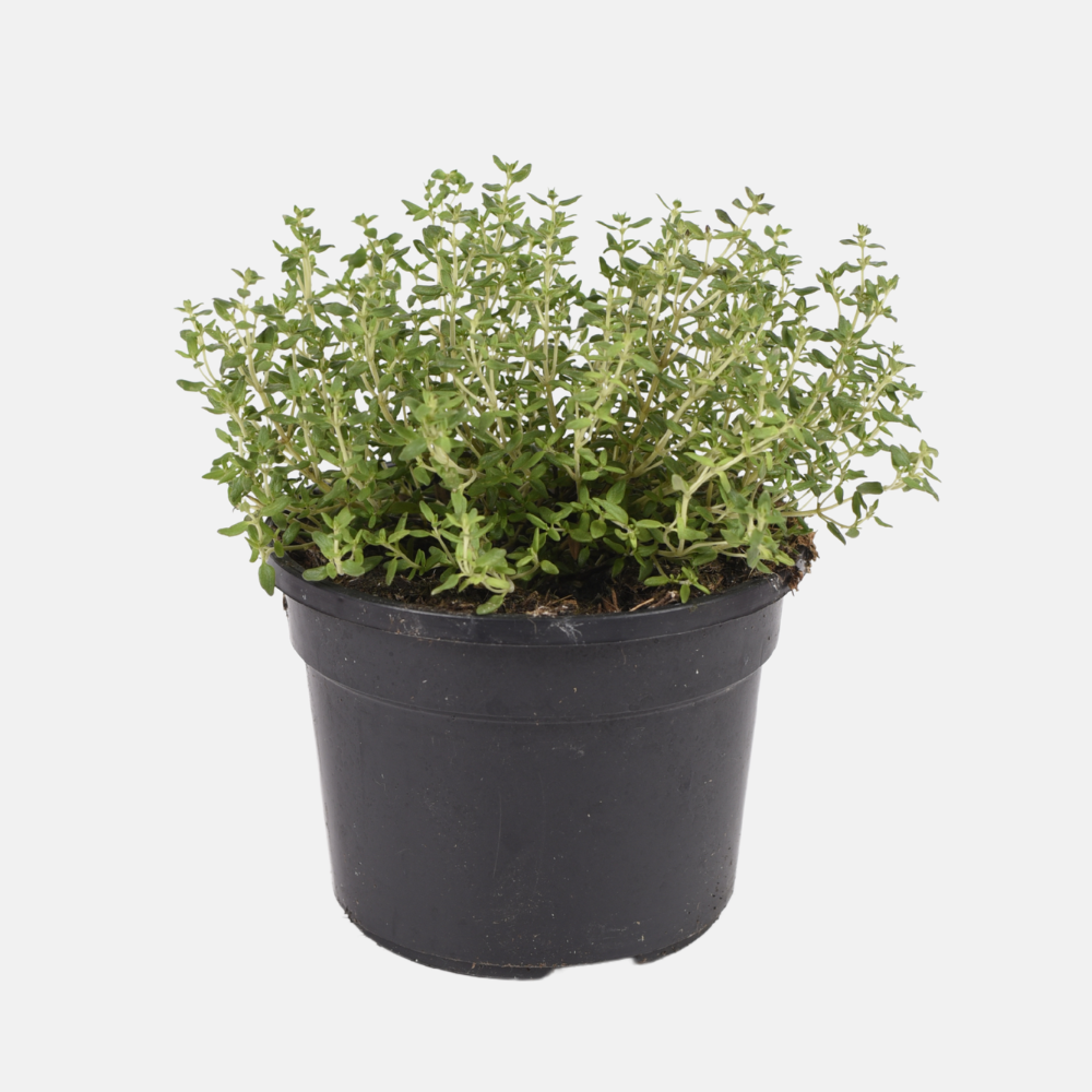 Kitchen thyme (thymus vulgaris) - 'Compactus' BIO